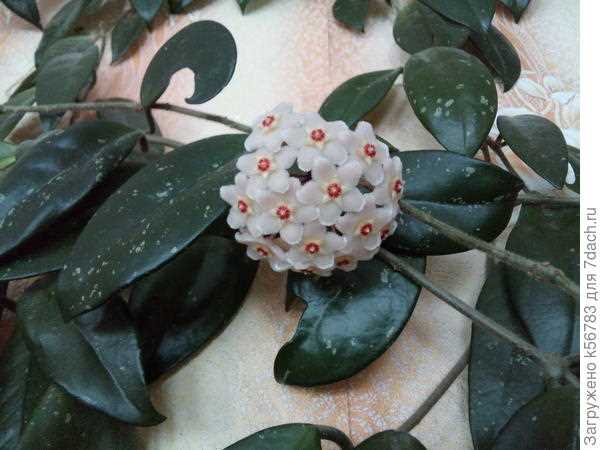 4. Хойя гладкая (Hoya pubicalyx)