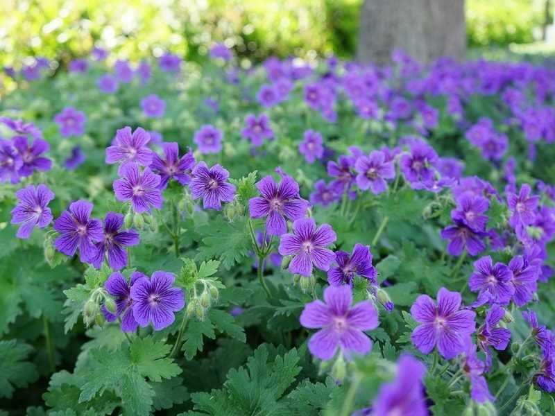 Герань вида Pelargonium odoratissimum