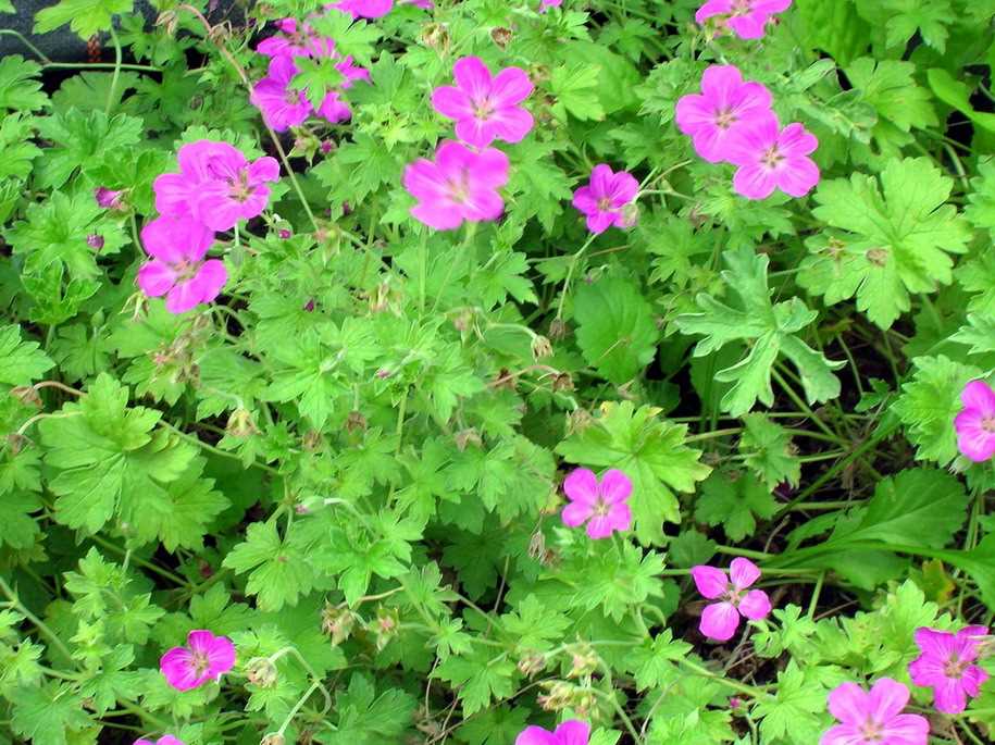 Герань вида Pelargonium graveolens