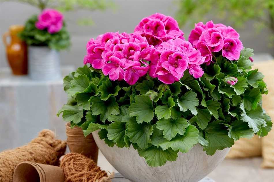 Герань вида Pelargonium peltatum