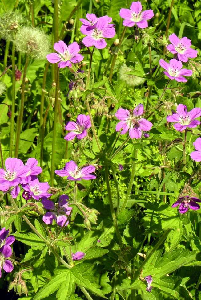 Герань вида Pelargonium zonale