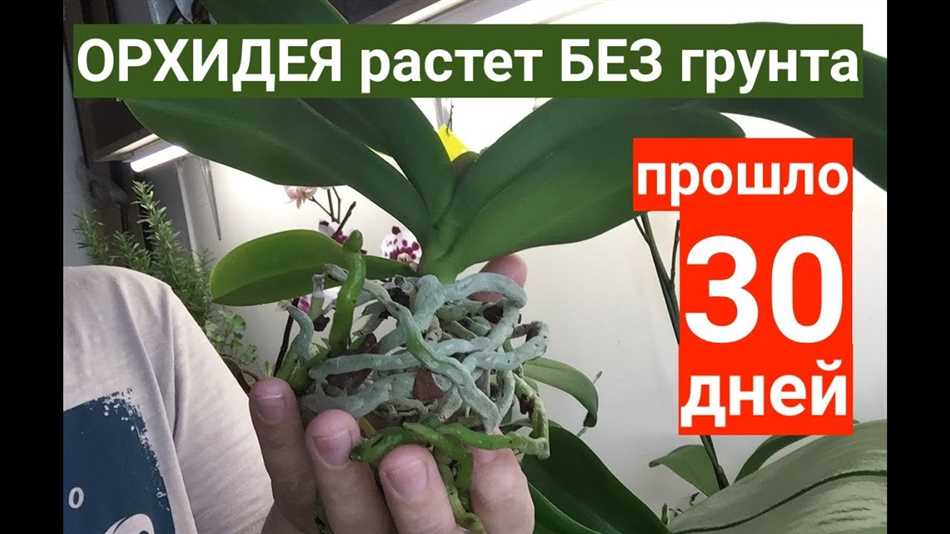 4. Питательные вещества