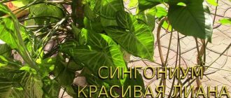 Как быстро растет сингониум? Узнайте все детали о скорости роста и развития.