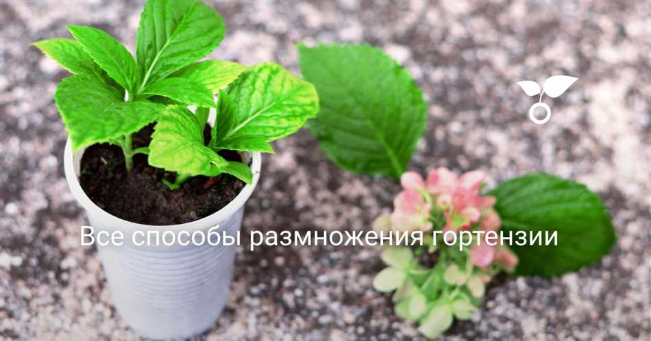 Как быстро укореняется гортензия?