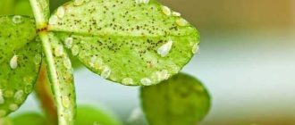 Как избавиться от белокрылки на комнатных цветах