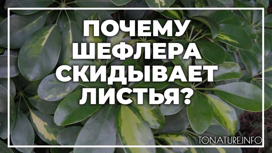 Как бороться с вредителями шефлеры?