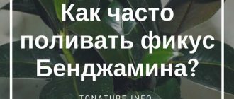 Как часто нужно опрыскивать фикус Бенджамина: основные рекомендации