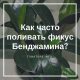 Как часто нужно опрыскивать фикус Бенджамина: основные рекомендации