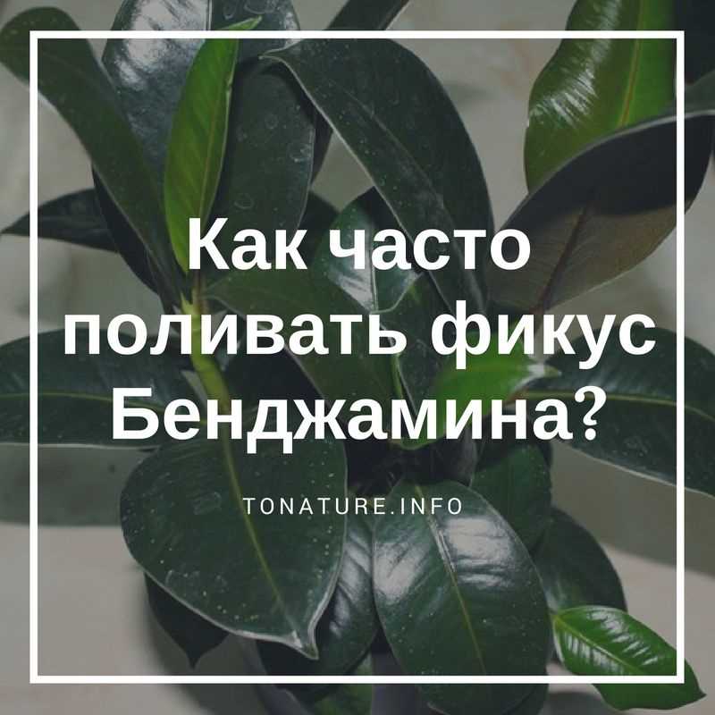 Как часто нужно опрыскивать фикус Бенджамина?