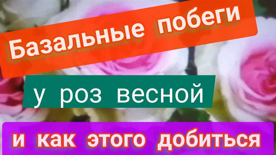 Каковы условия, необходимые для образования базальных побегов?