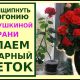 Как сделать герань пушистой: лучшие советы и рекомендации