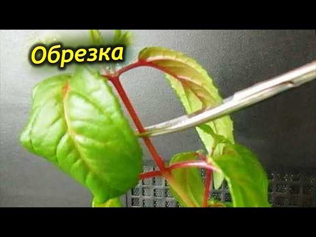 Зачем обрезать фуксию на зиму?