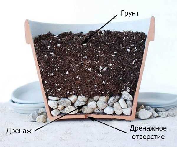 Как использовать дренаж для комнатных растений?