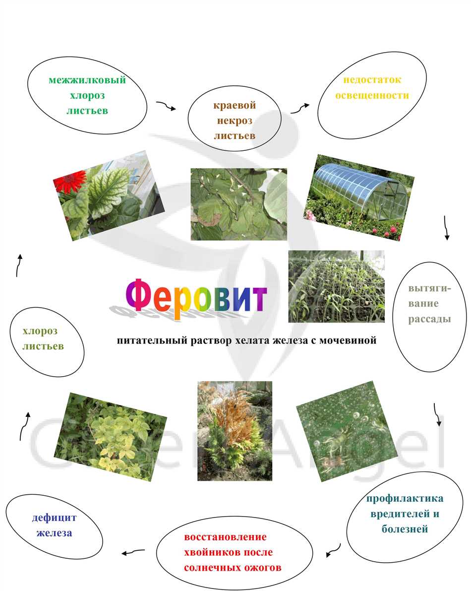 Как использовать Феровит для комнатных растений?