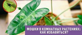 Как избавиться от комнатных мошек: эффективные способы и средства