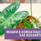 Как избавиться от комнатных мошек: эффективные способы и средства