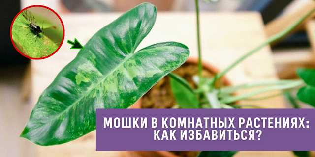 Как избавиться от комнатных мошек?