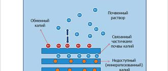 Как калий влияет на растения?