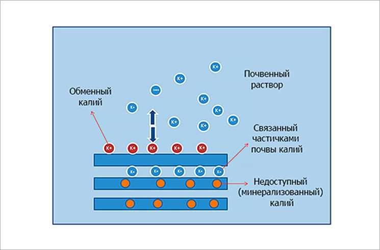 Как калий влияет на растения?