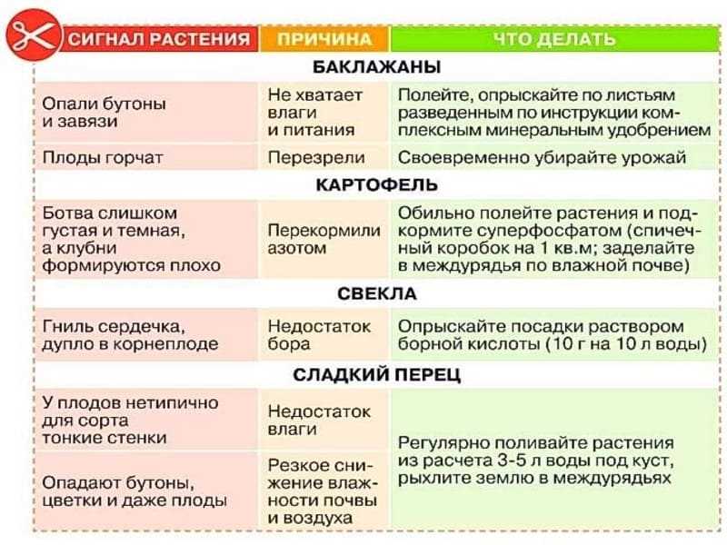 1. Фаза вегетативного роста