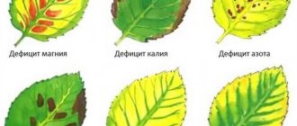 Как лечить магниевый хлороз: причины и эффективные методы восстановления