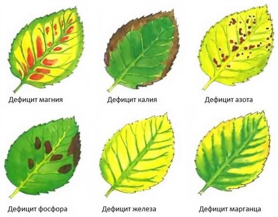 Как лечить магниевый хлороз?