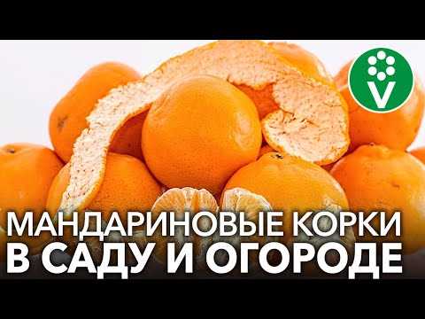 Как использовать корочки мандарина для укрепления растений?