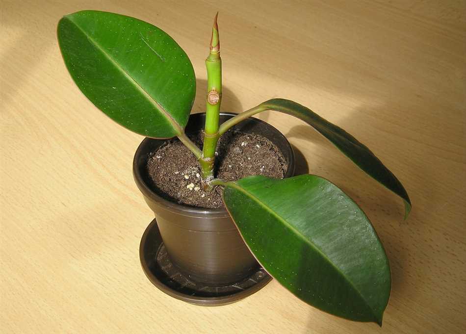 Описание семейства Фикусовые (Moraceae)