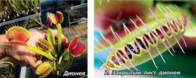 2. Спатифиллум (Spathiphyllum)