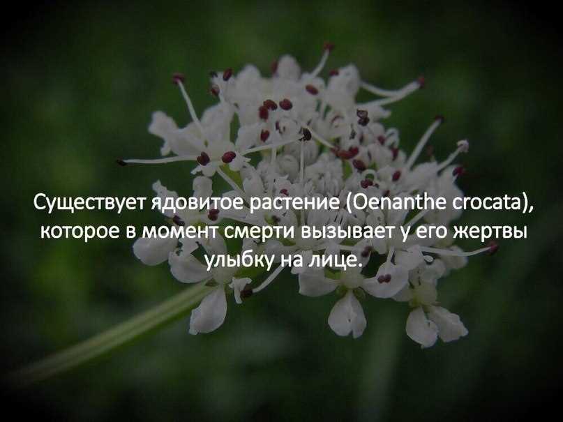 Ядовитость и опасность