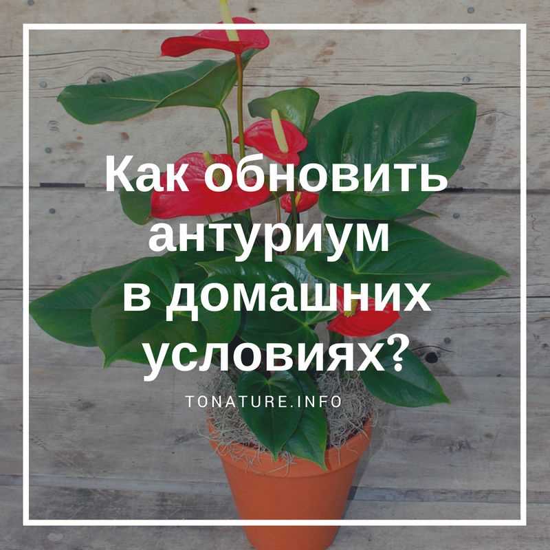 Улучшение здоровья растения