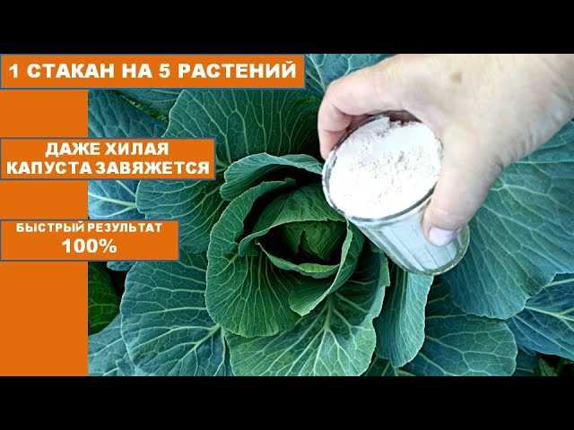 Как обрабатывать капусту от вредителей эфирным маслом?
