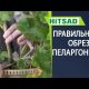 Как обрезать герань для цветения - лучшие идеи и советы