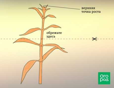 Техники обрезки лобелии