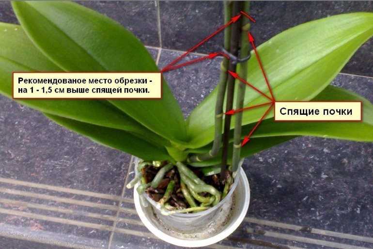 Шаг 2: Время для обрезки