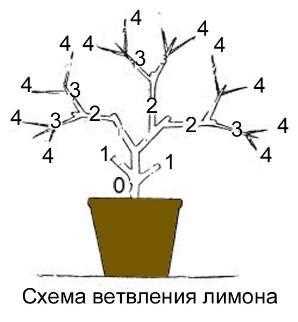 Основные принципы обрезки Павловского лимона