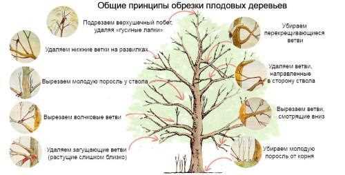 Как обрезывать боковые ветви Павловского лимона?