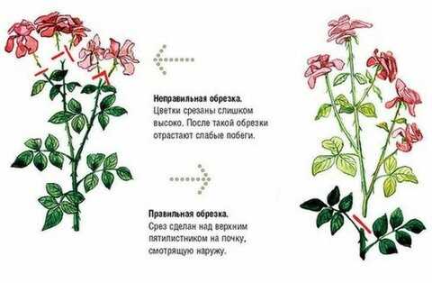 Шаг 1: Подготовка к обрезке