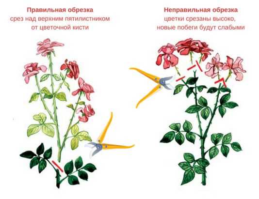 Шаг 3: Обрезка основных побегов