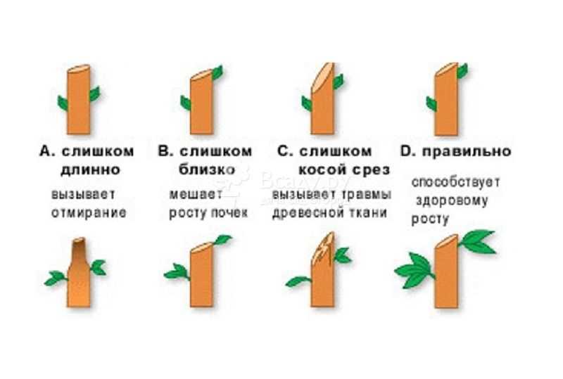 Как обрезать розы шрабы после первого цветения?