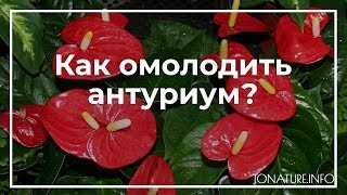 Как ухаживать за антуриумом, чтобы он долго радовал взгляд