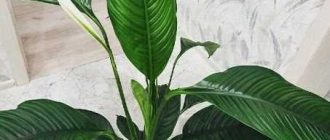 Как отличить спатифиллум сенсация от других сортов?