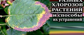 Как различить железный и магниевый хлороз: полезные советы