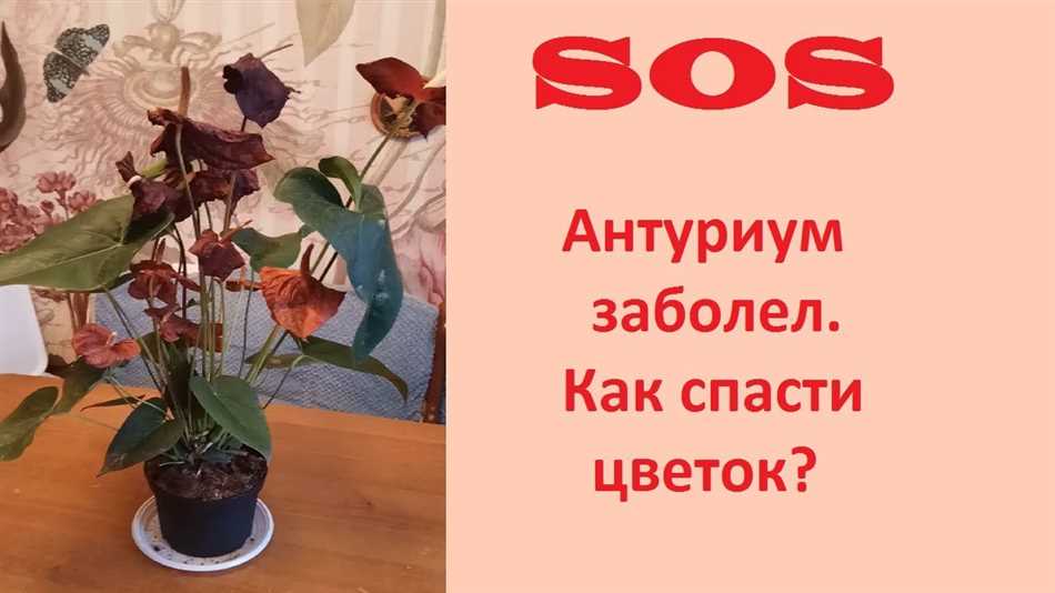 Какие условия влажности подходят для антуриума?