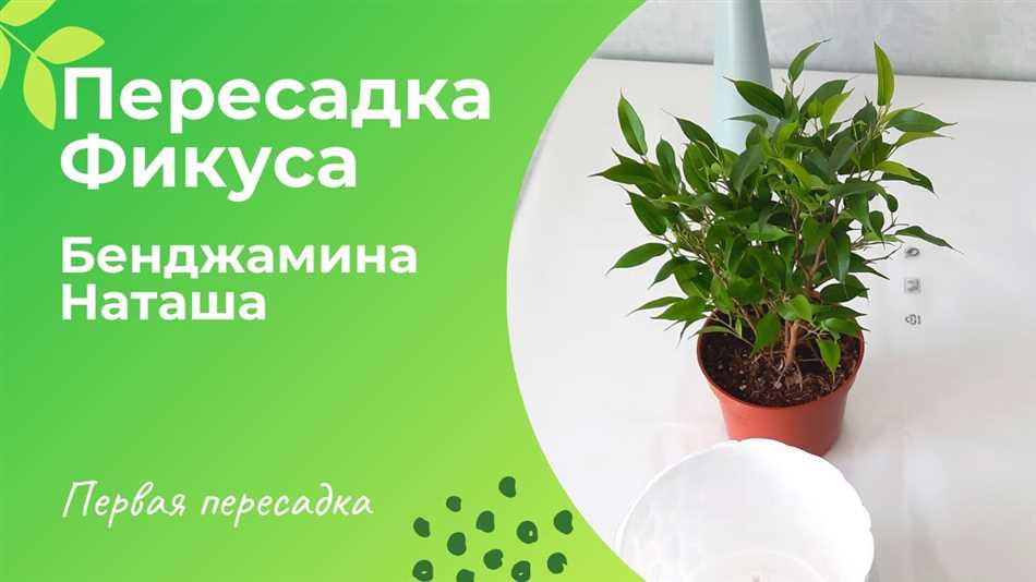 Особенности пересадки фикуса Бенджамина в разные сезоны