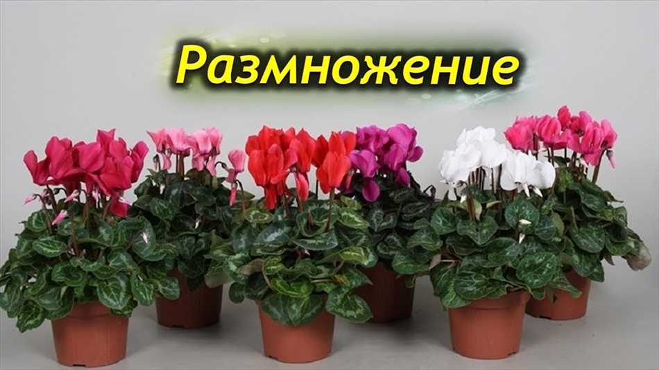 Как пересадить цикламен?
