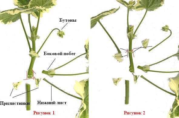 Как подготовить черенки герани к посадке?
