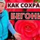 Как подготовить клубневую бегонию к зиме