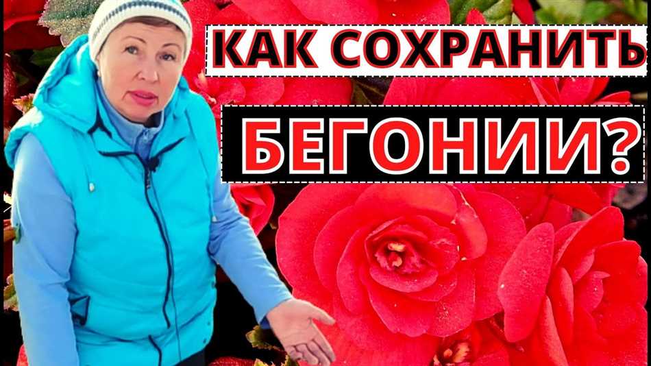 Как подготовить клубневую бегонию к зиме?