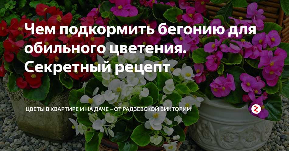 Как подкормить бегонию для роста и цветения?